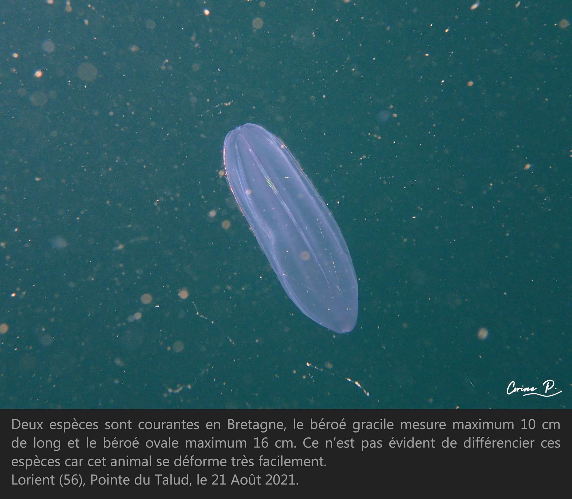 Béroé – Découvrez la faune et la flore sous-marine