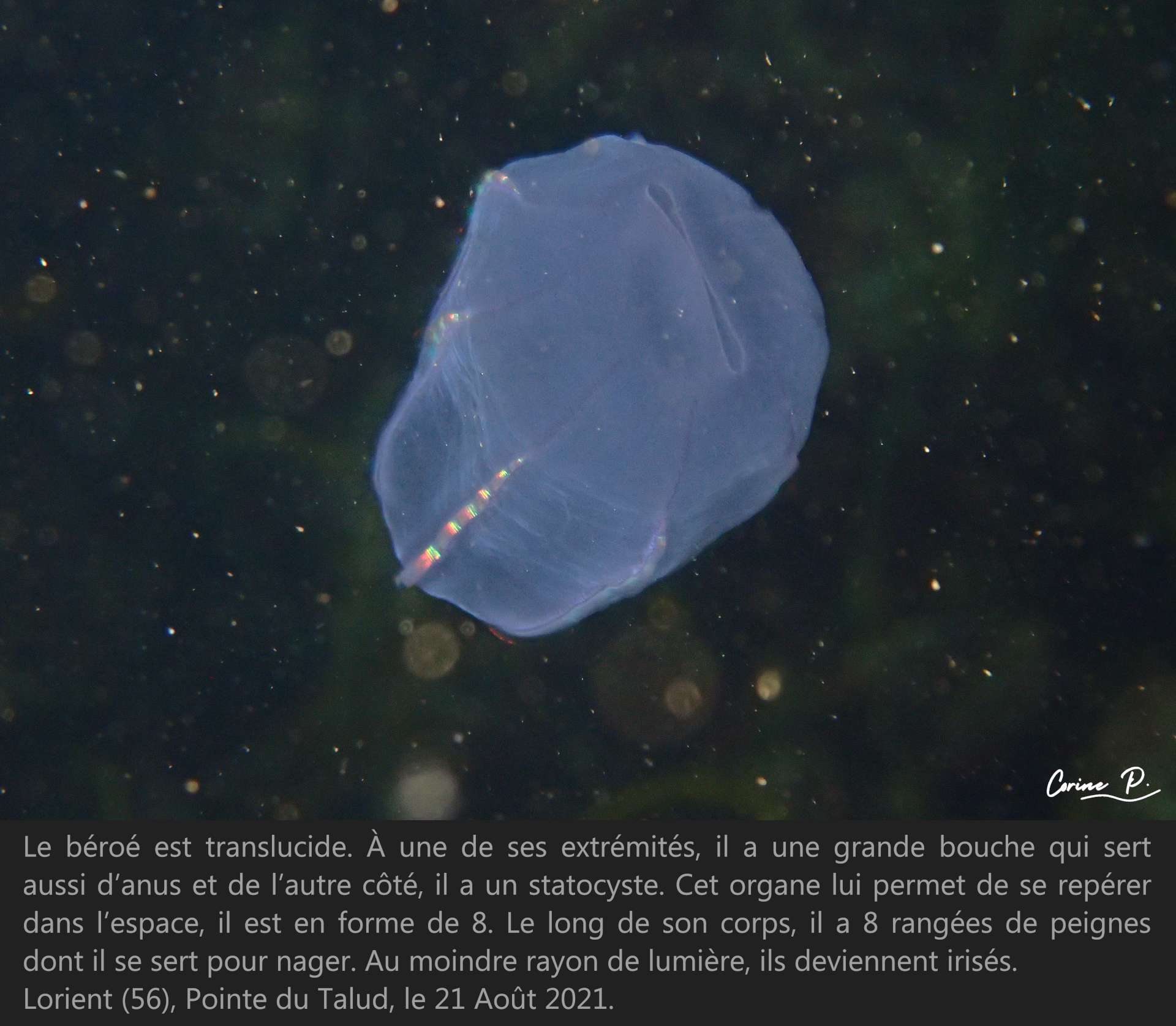 Béroé – Découvrez la faune et la flore sous-marine